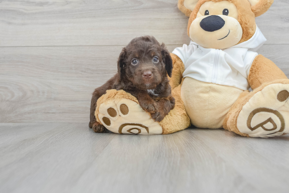 Best Mini Labradoodle Baby