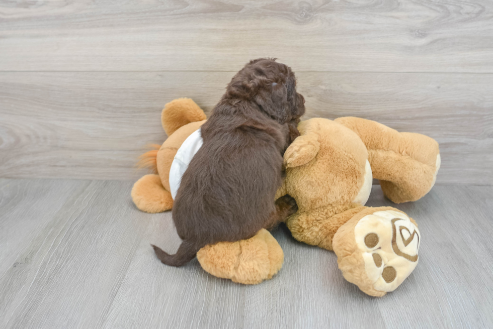 Petite Mini Labradoodle Poodle Mix Pup