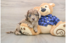 Little Labrapoo Poodle Mix Puppy