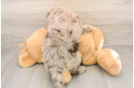 Little Labrapoo Poodle Mix Puppy