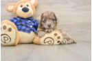 Mini Labradoodle Puppy for Adoption