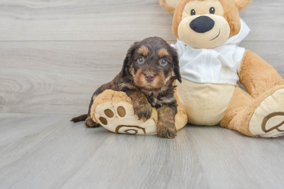 Best Mini Labradoodle Baby