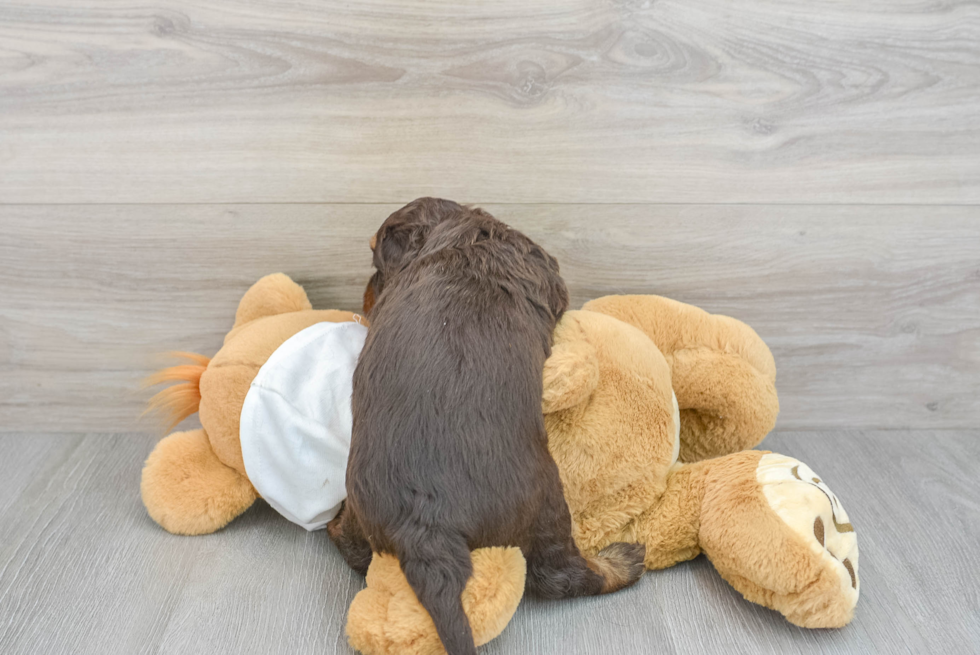 Best Mini Labradoodle Baby