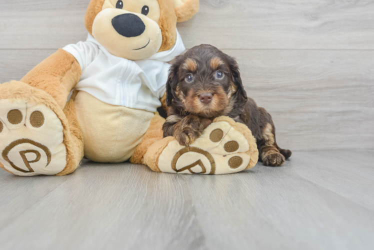 Friendly Mini Labradoodle Baby