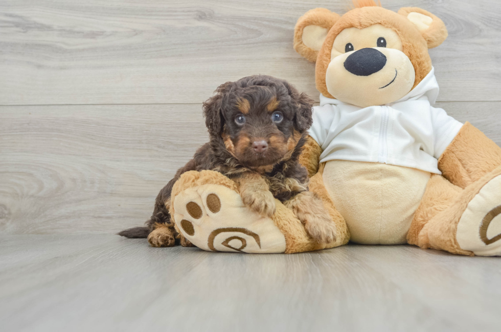 5 week old Mini Labradoodle Puppy For Sale - Premier Pups