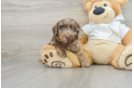 Popular Mini Labradoodle Poodle Mix Pup