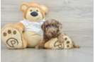 Mini Labradoodle Puppy for Adoption