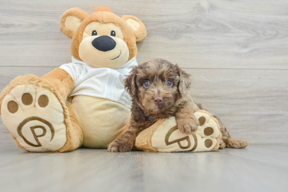 Mini Labradoodle Puppy for Adoption