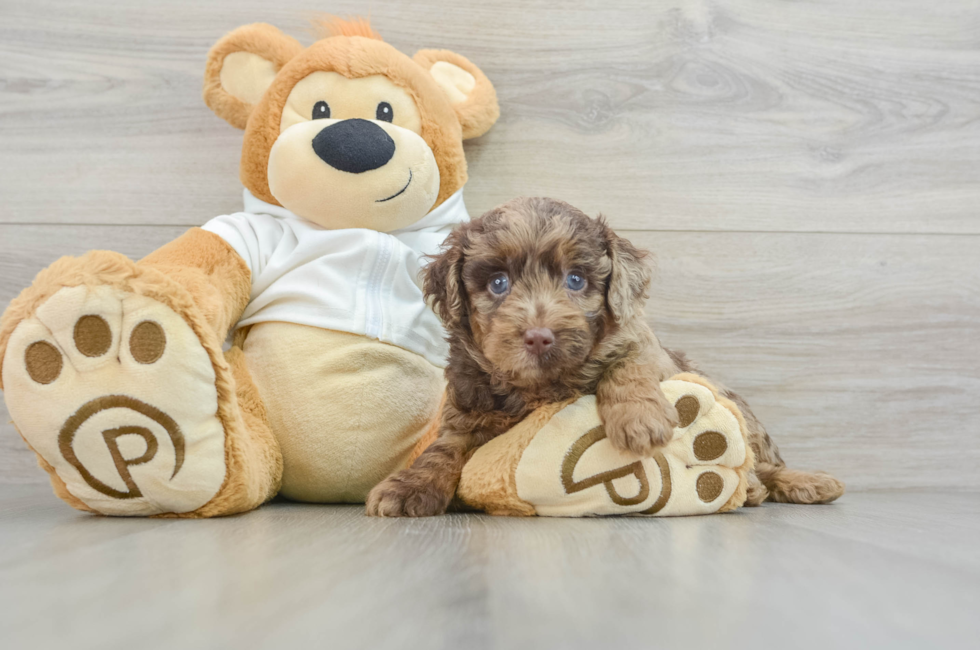 5 week old Mini Labradoodle Puppy For Sale - Premier Pups