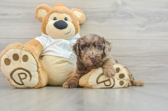 Mini Labradoodle Puppy for Adoption