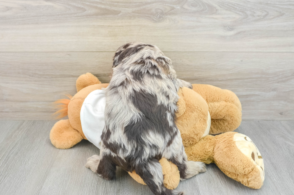 Best Mini Labradoodle Baby