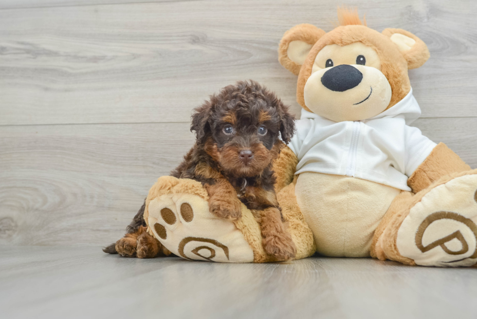 Mini Labradoodle Pup Being Cute