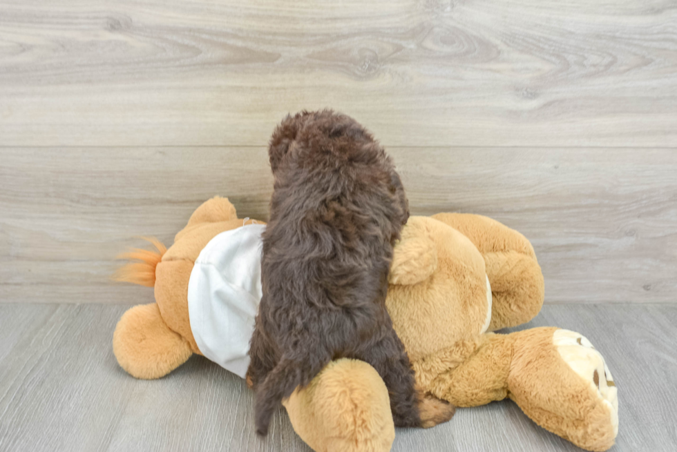 Adorable Labrapoo Poodle Mix Puppy