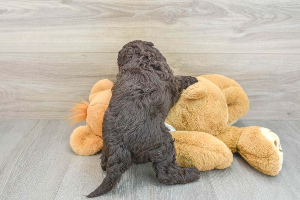 Hypoallergenic Labrapoo Poodle Mix Puppy