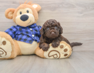 5 week old Mini Labradoodle Puppy For Sale - Premier Pups