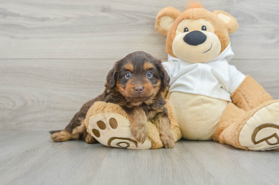 5 week old Mini Labradoodle Puppy For Sale - Premier Pups