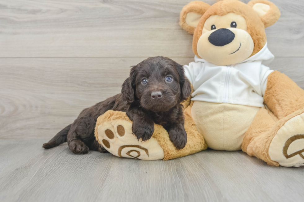 Mini Labradoodle Pup Being Cute