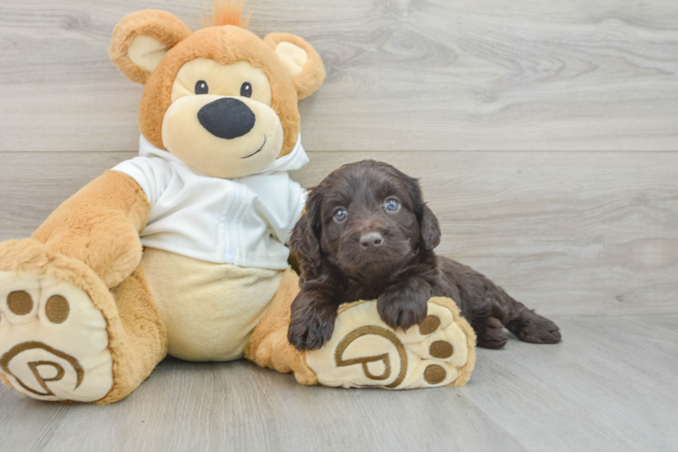 Best Mini Labradoodle Baby