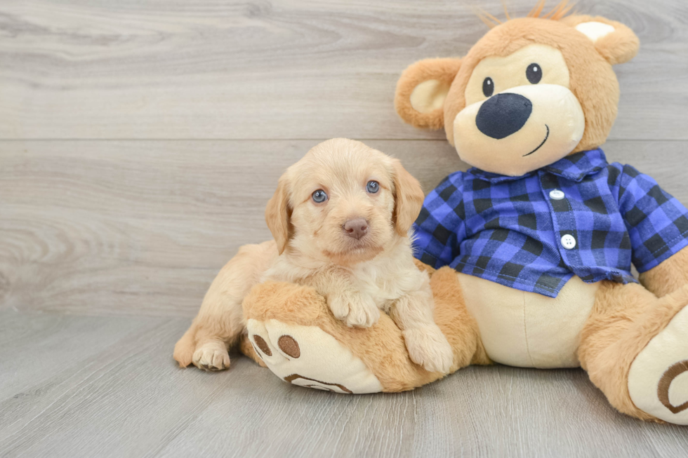 Best Mini Labradoodle Baby