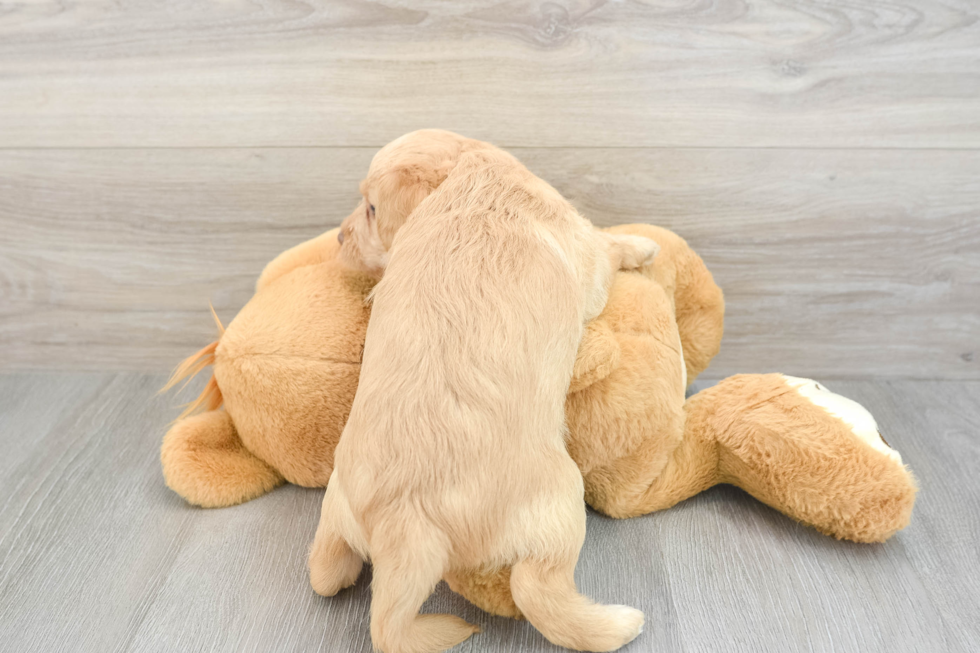 Mini Labradoodle Puppy for Adoption