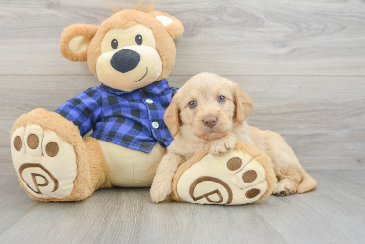 Best Mini Labradoodle Baby
