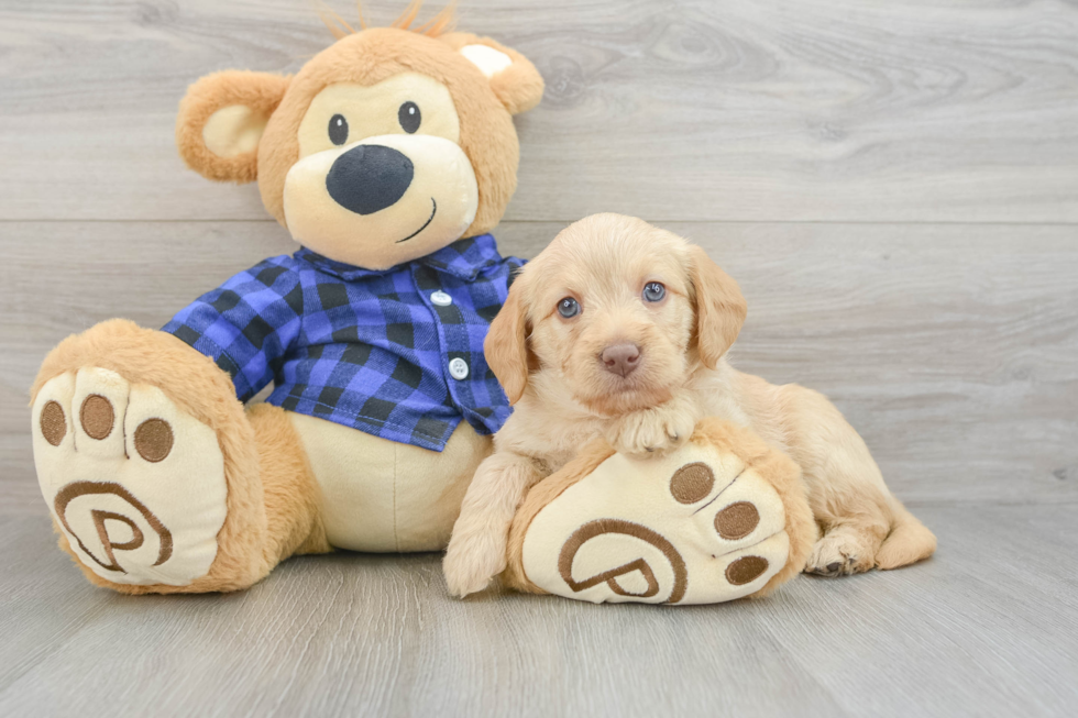 Best Mini Labradoodle Baby