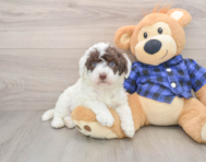 5 week old Mini Labradoodle Puppy For Sale - Premier Pups