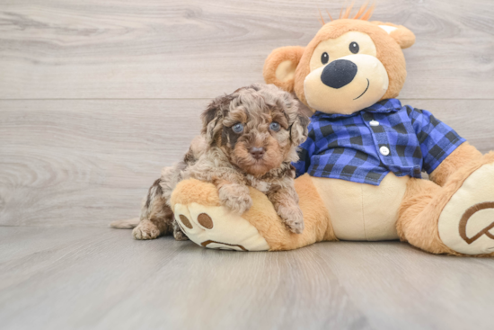 Best Mini Labradoodle Baby