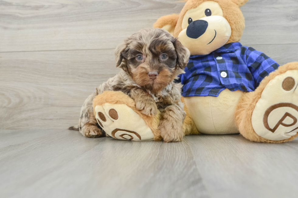 6 week old Mini Labradoodle Puppy For Sale - Premier Pups