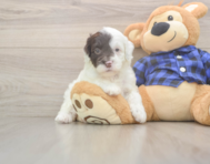 5 week old Mini Labradoodle Puppy For Sale - Premier Pups