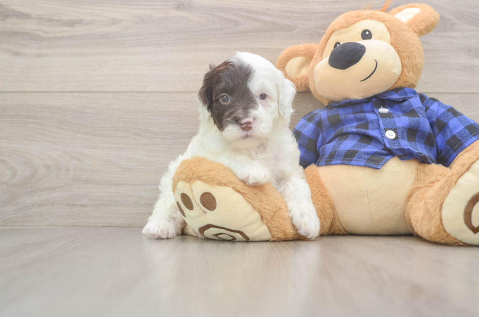 5 week old Mini Labradoodle Puppy For Sale - Premier Pups