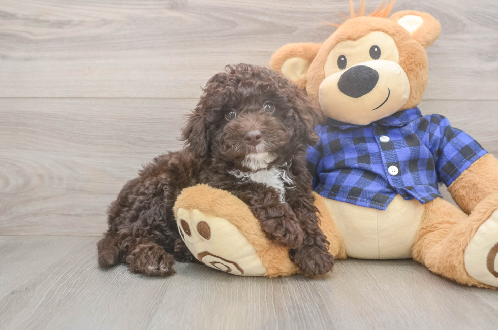 8 week old Mini Labradoodle Puppy For Sale - Premier Pups