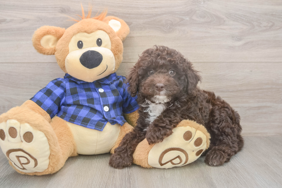 Mini Labradoodle Pup Being Cute