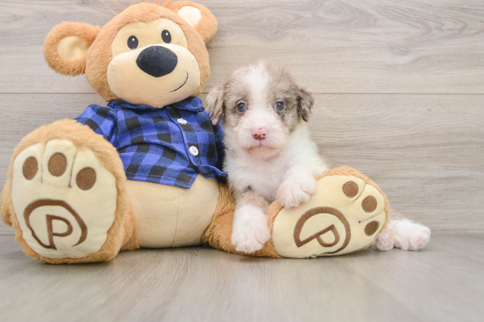 Best Mini Labradoodle Baby