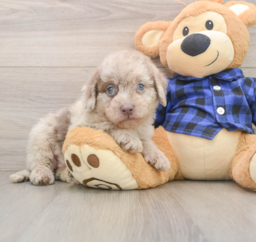 7 week old Mini Labradoodle Puppy For Sale - Premier Pups