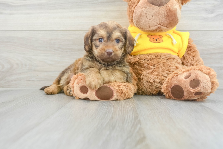 Smart Mini Labradoodle Poodle Mix Pup