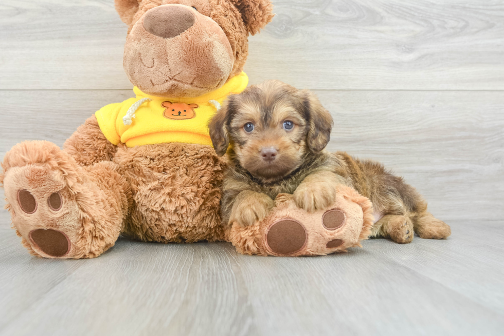 Energetic Labrador Poodle Mix Puppy