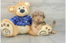 Mini Labradoodle Puppy for Adoption