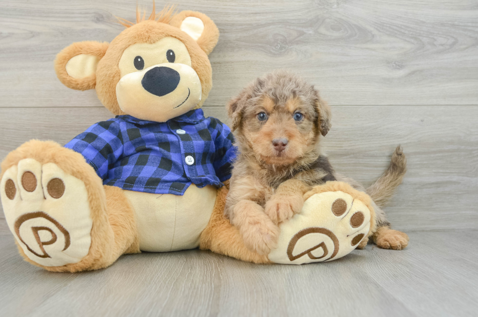 6 week old Mini Labradoodle Puppy For Sale - Premier Pups