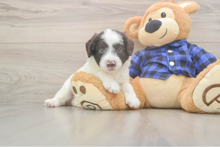 Best Mini Labradoodle Baby