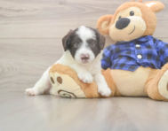 5 week old Mini Labradoodle Puppy For Sale - Premier Pups
