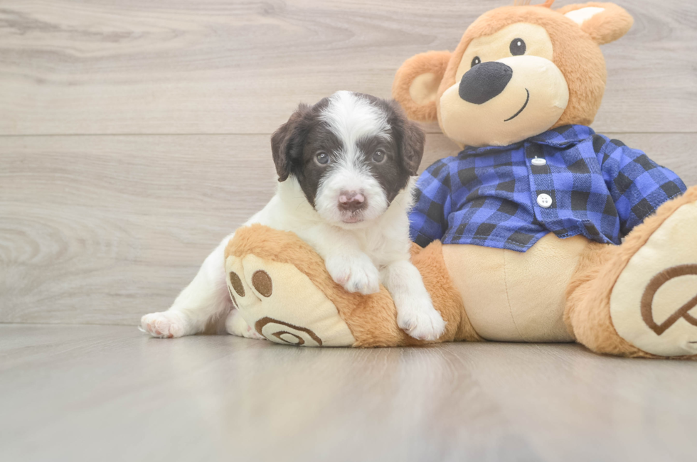 5 week old Mini Labradoodle Puppy For Sale - Premier Pups