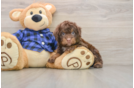 Mini Labradoodle Puppy for Adoption