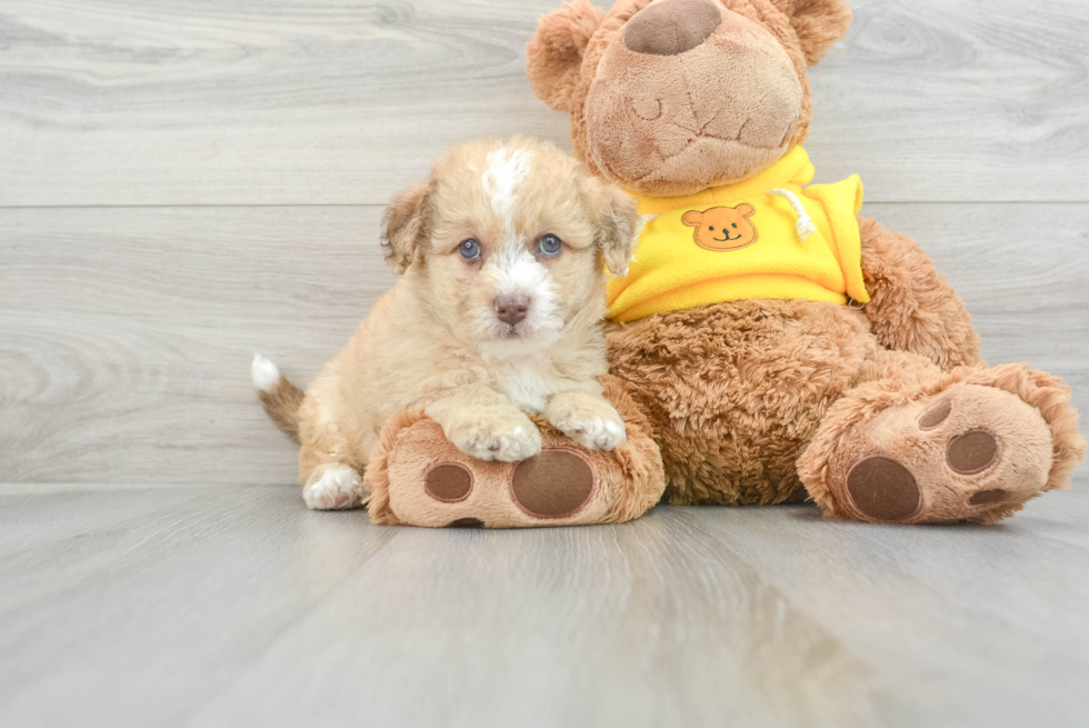 Best Mini Labradoodle Baby