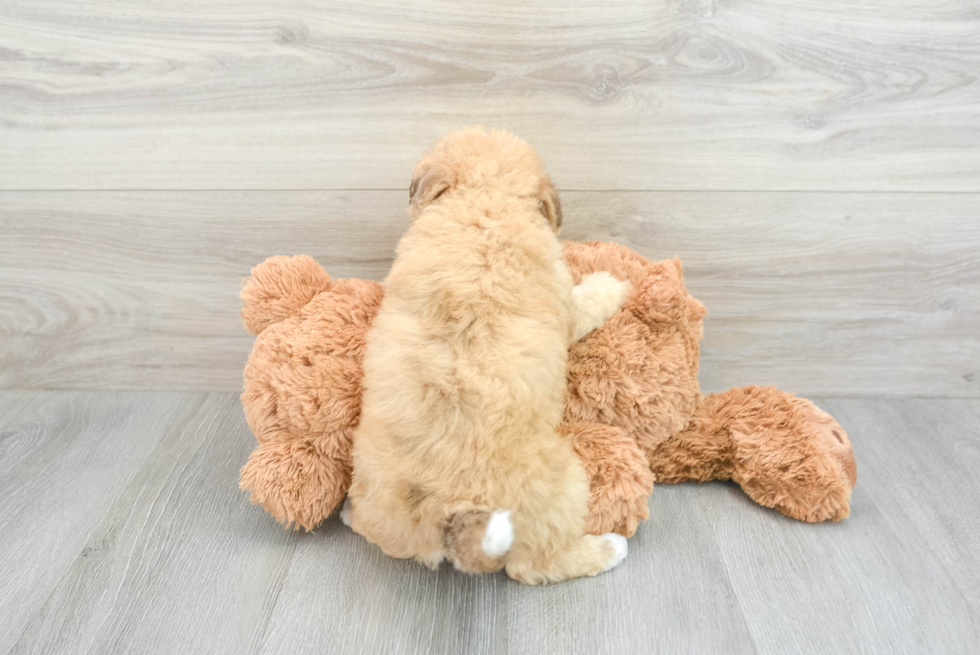 Best Mini Labradoodle Baby