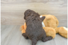 Mini Labradoodle Puppy for Adoption