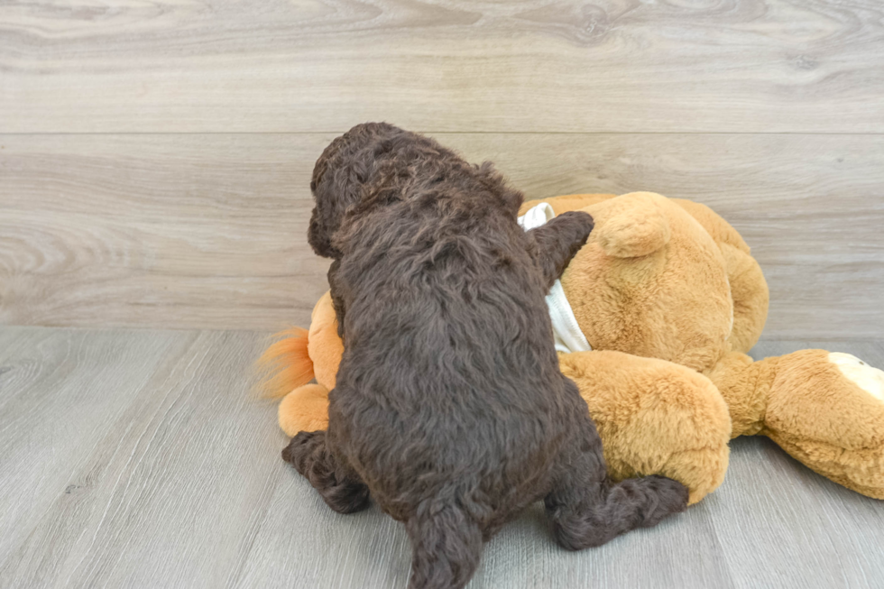 Mini Labradoodle Puppy for Adoption