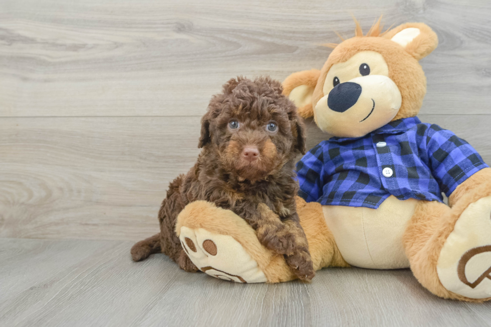 Mini Labradoodle Pup Being Cute