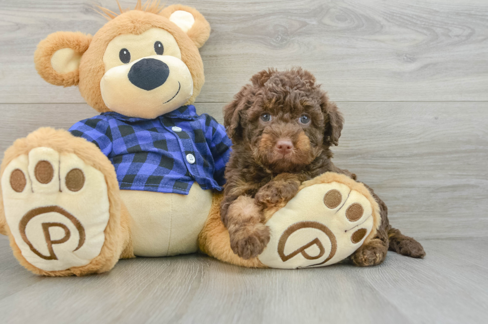 6 week old Mini Labradoodle Puppy For Sale - Premier Pups