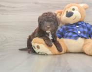 6 week old Mini Labradoodle Puppy For Sale - Premier Pups